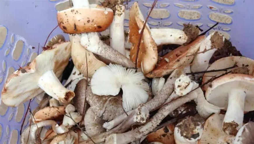 李嘉诚再曝避税千亿,正版澳门-传真,最新答案解释落实_高级版V7.86
